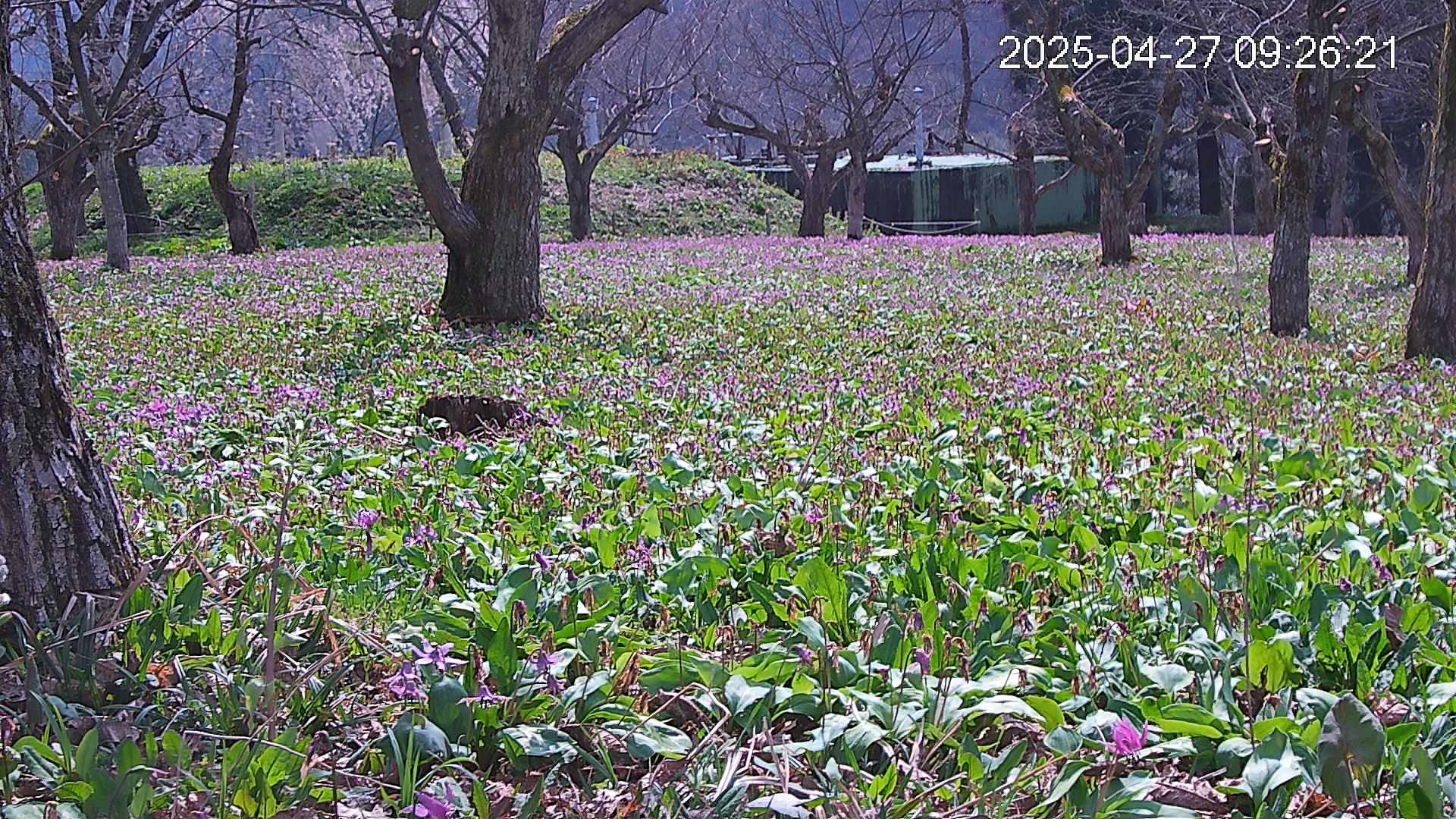 katakuri2-20250427092709.jpg