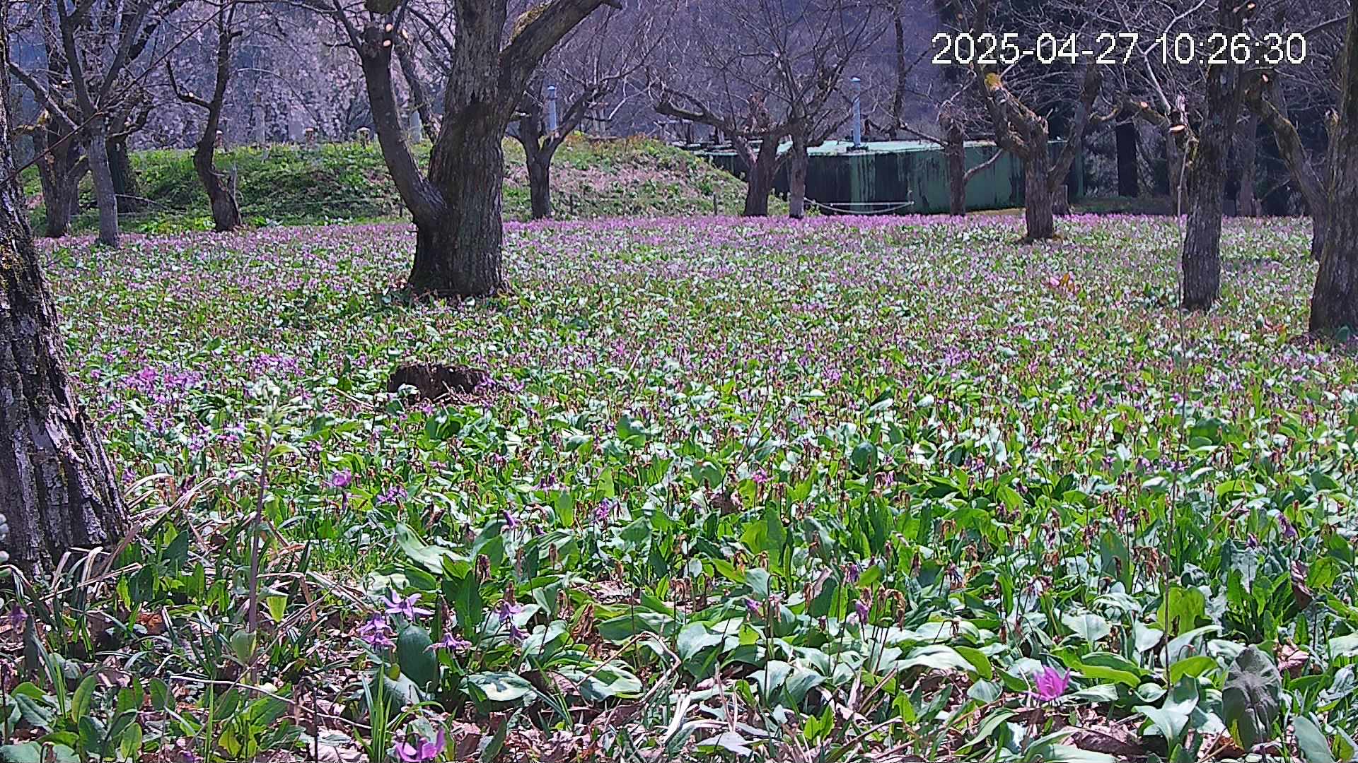 katakuri2-20250427102727.jpg