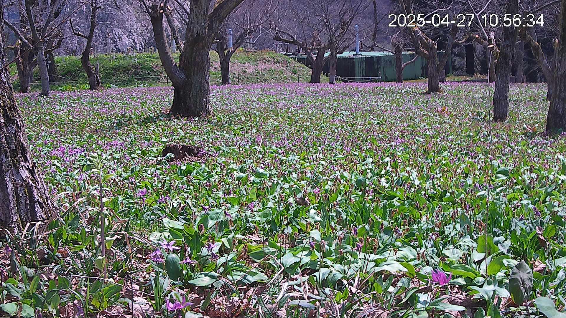 katakuri2-20250427105731.jpg