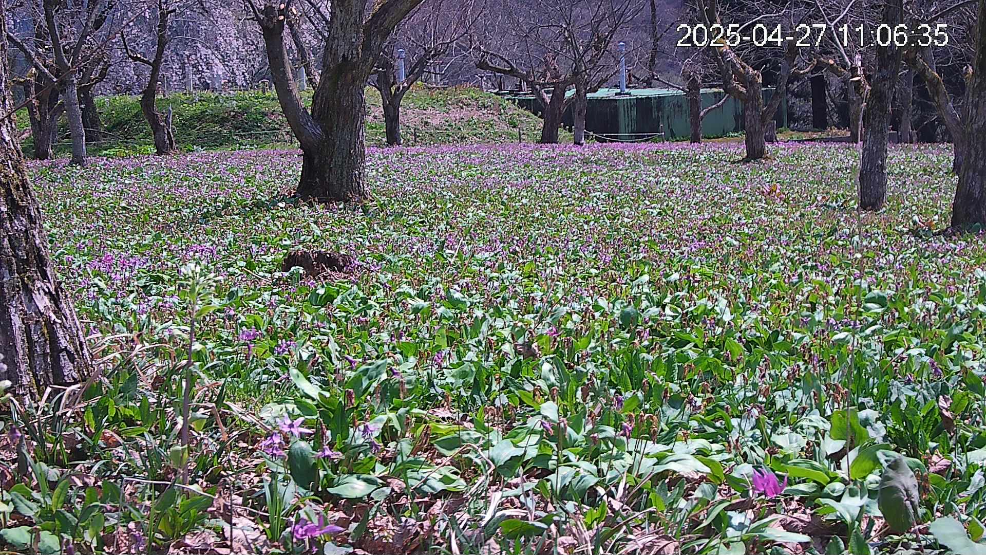 katakuri2-20250427110735.jpg