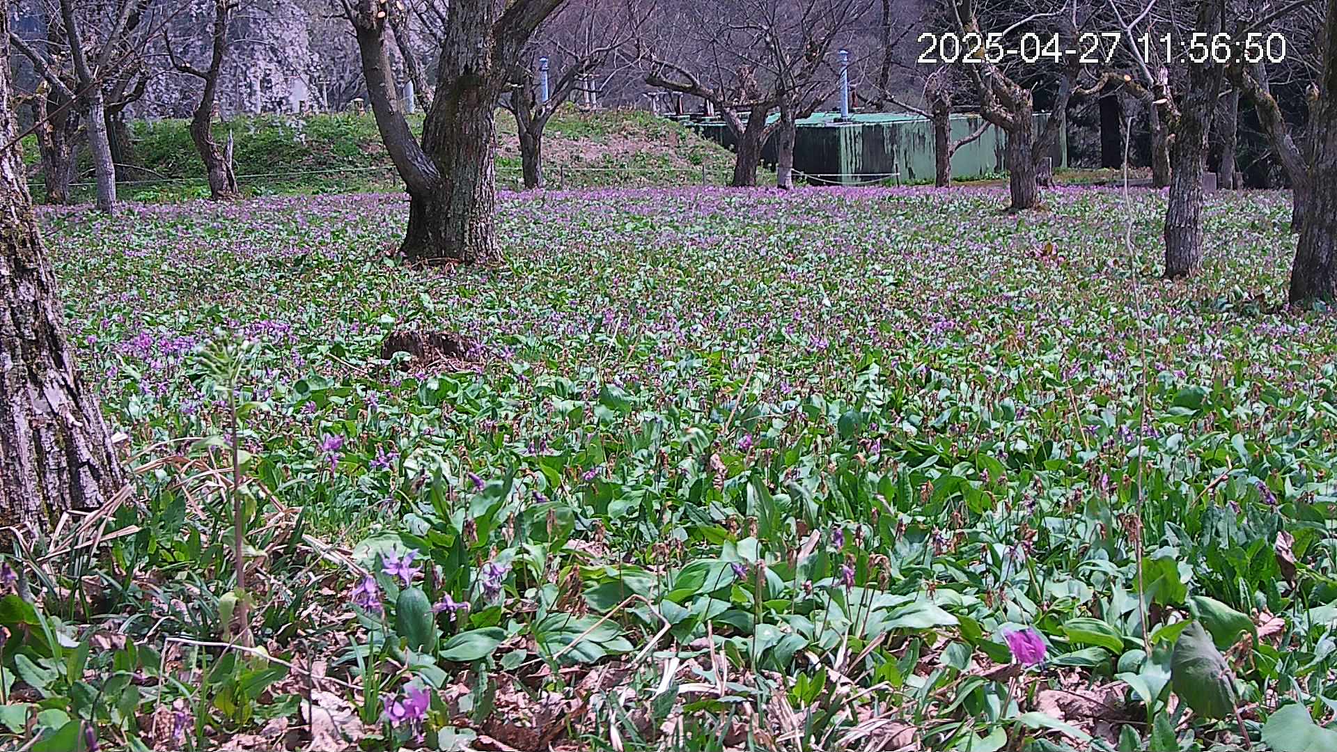 katakuri2-20250427115747.jpg