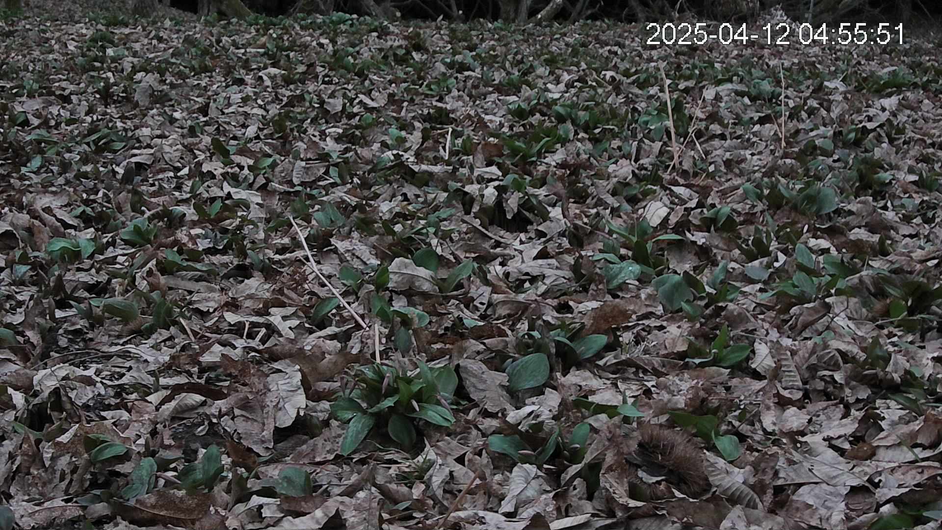 katakuri3-20250412045552.jpg