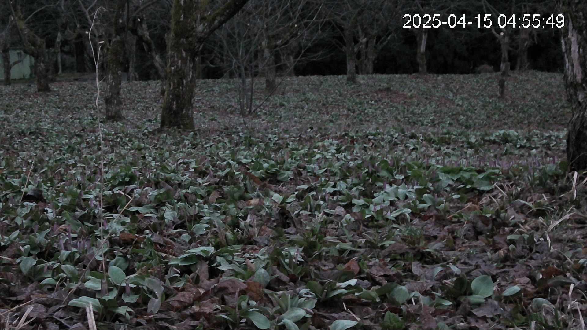 katakuri3-20250415045550.jpg