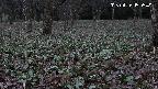 katakuri3-20250415050549.jpg