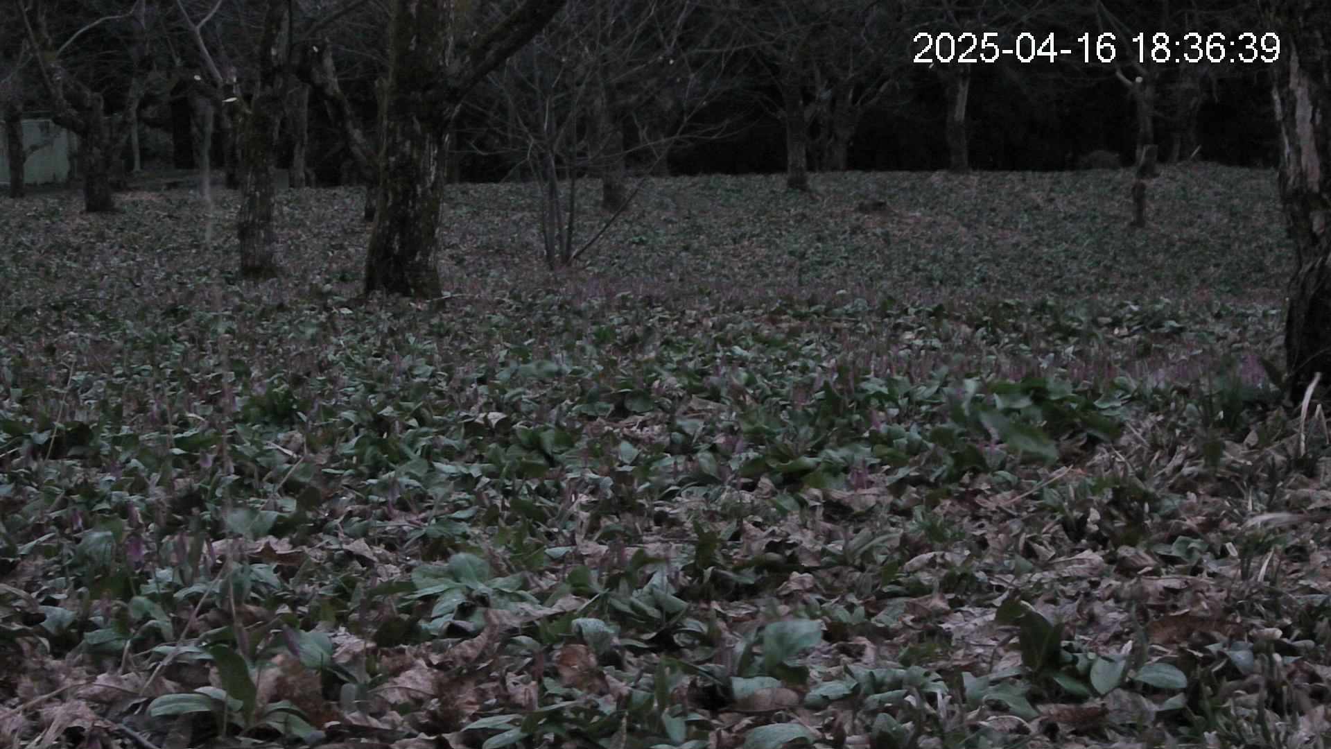 katakuri3-20250416183701.jpg