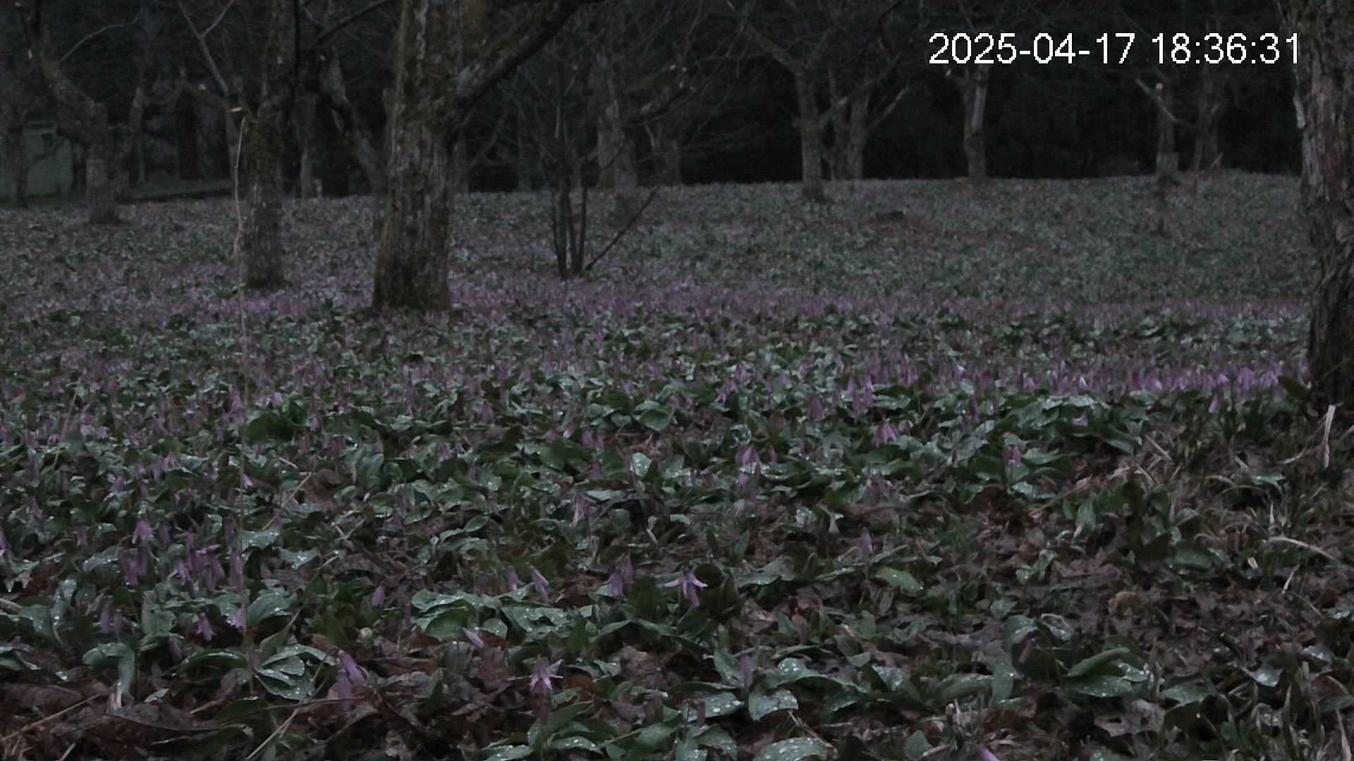katakuri3-20250417183652.jpg
