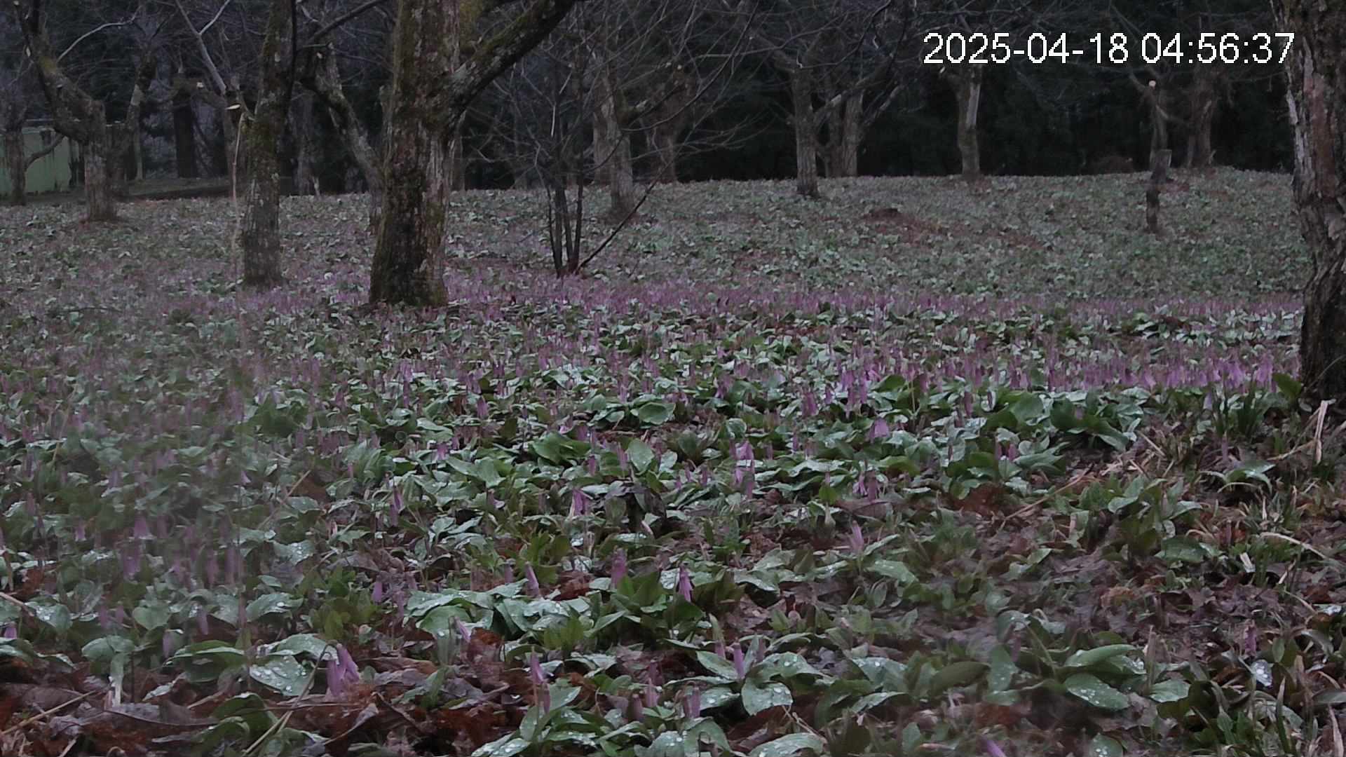 katakuri3-20250418045701.jpg