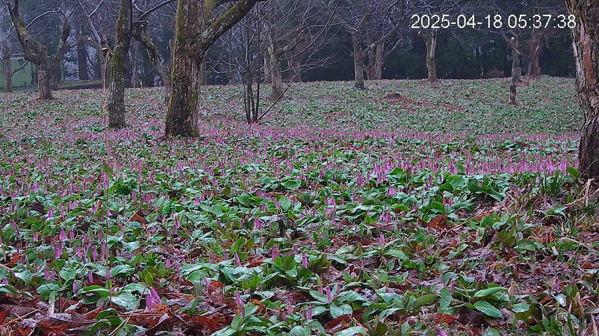 katakuri3-20250418053826.jpg