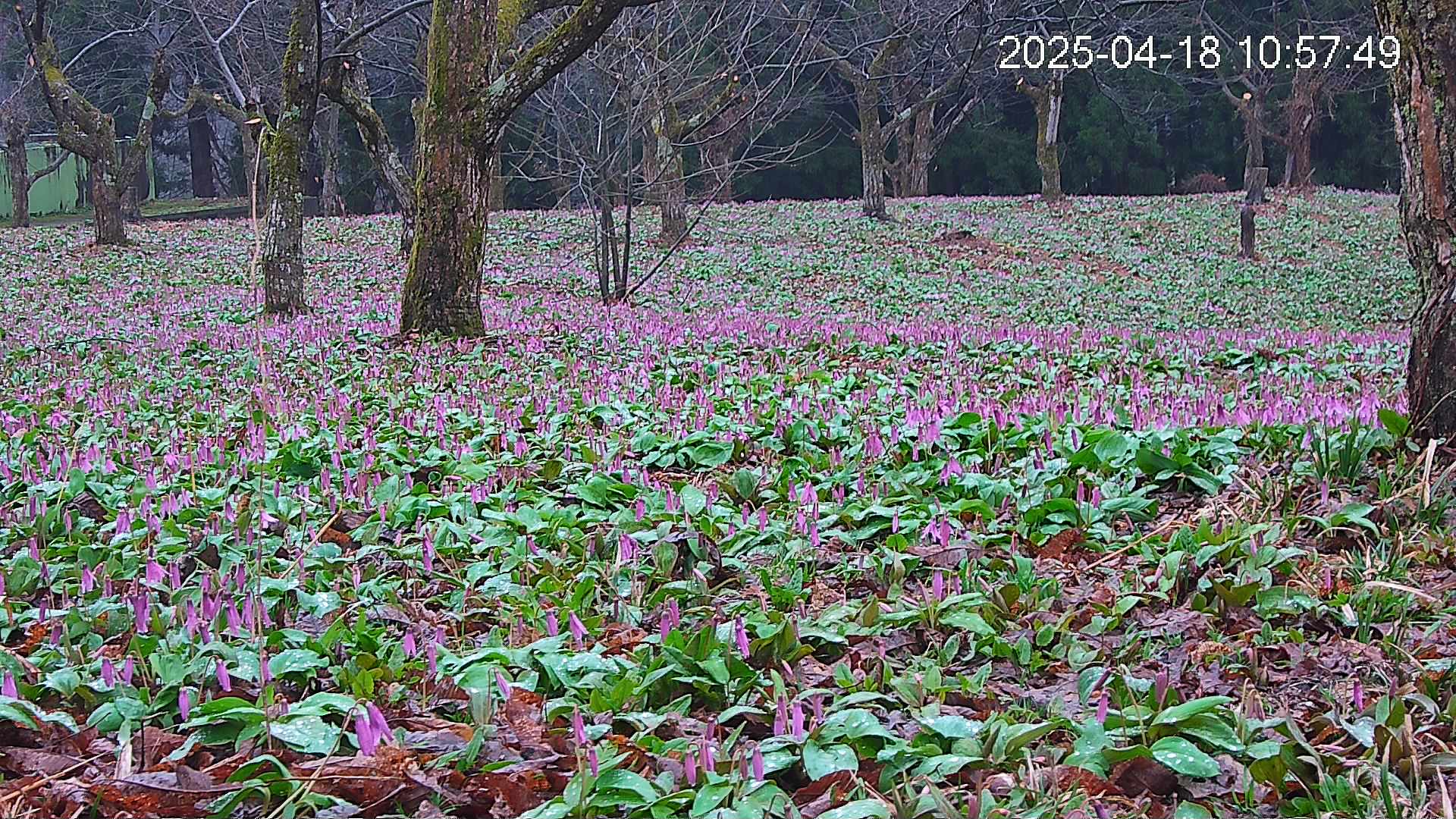 katakuri3-20250418105846.jpg