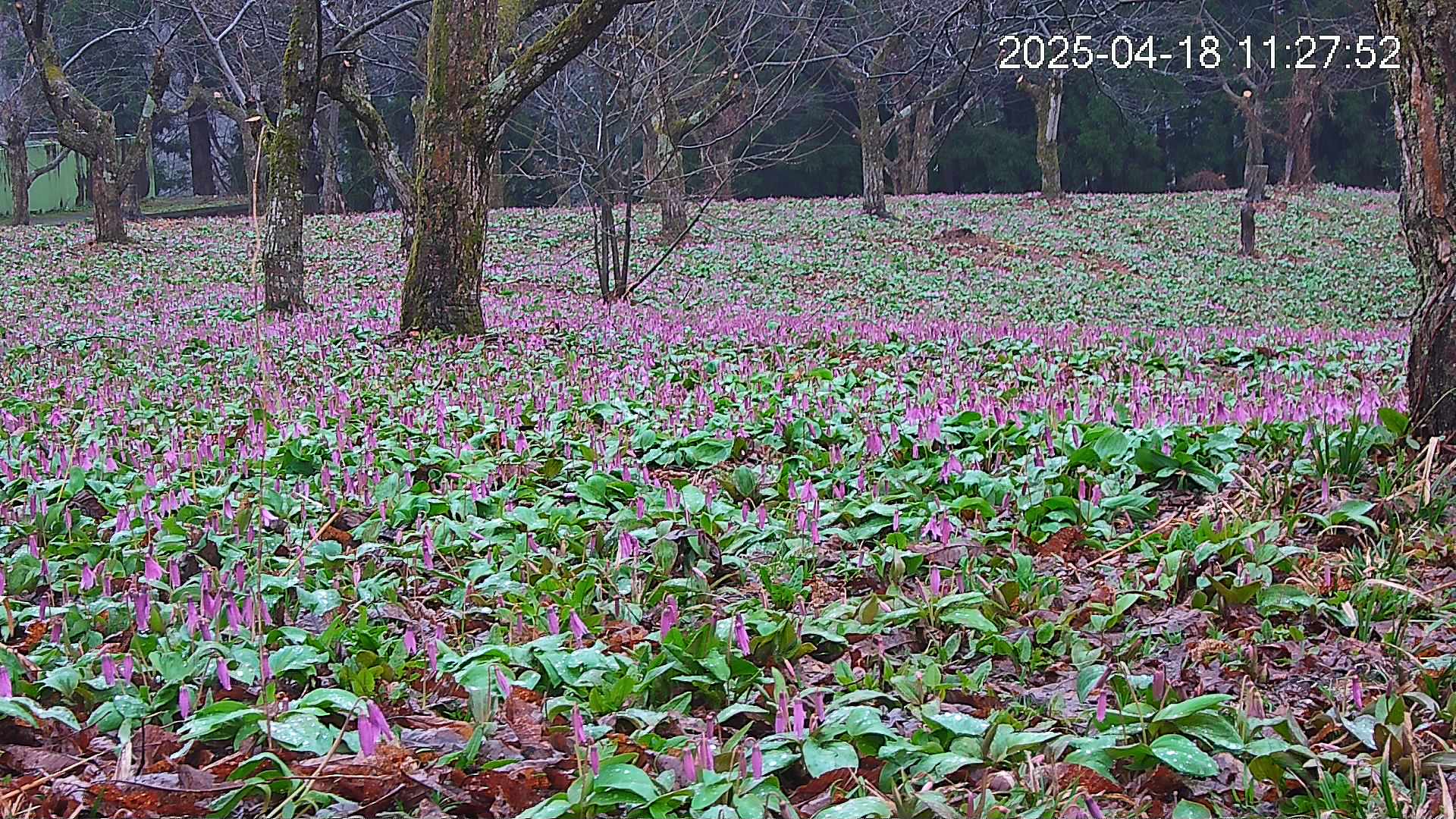 katakuri3-20250418112849.jpg