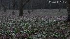 katakuri3-20250418181718.jpg