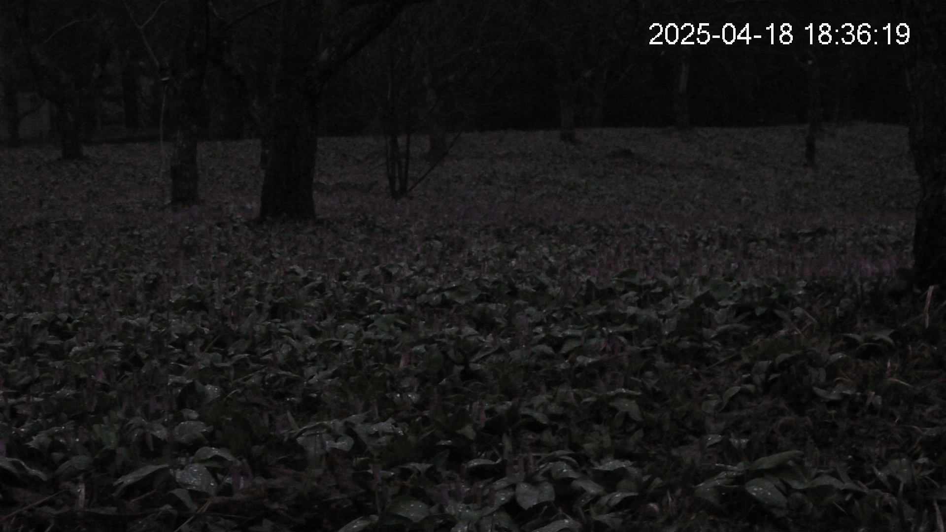 katakuri3-20250418183632.jpg