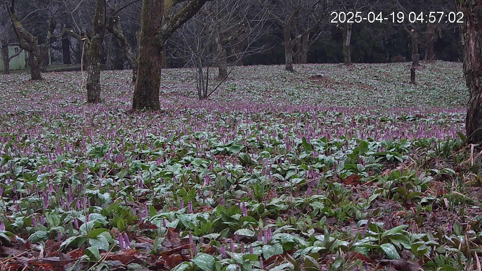 katakuri3-20250419045738.jpg