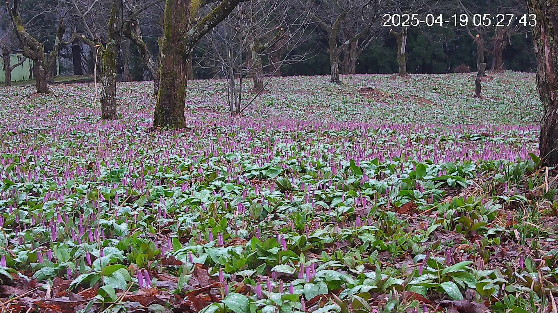 katakuri3-20250419052837.jpg