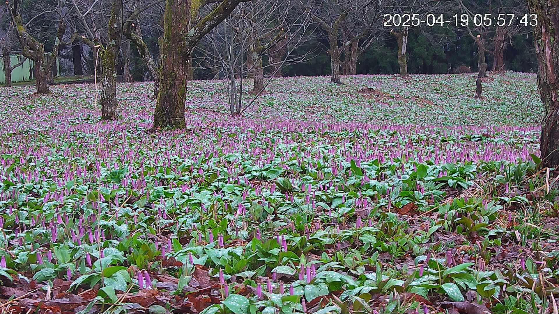 katakuri3-20250419055838.jpg