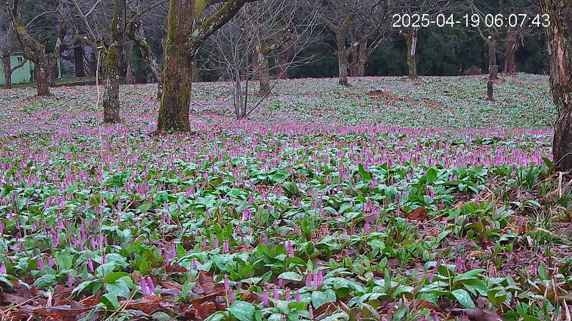 katakuri3-20250419060837.jpg