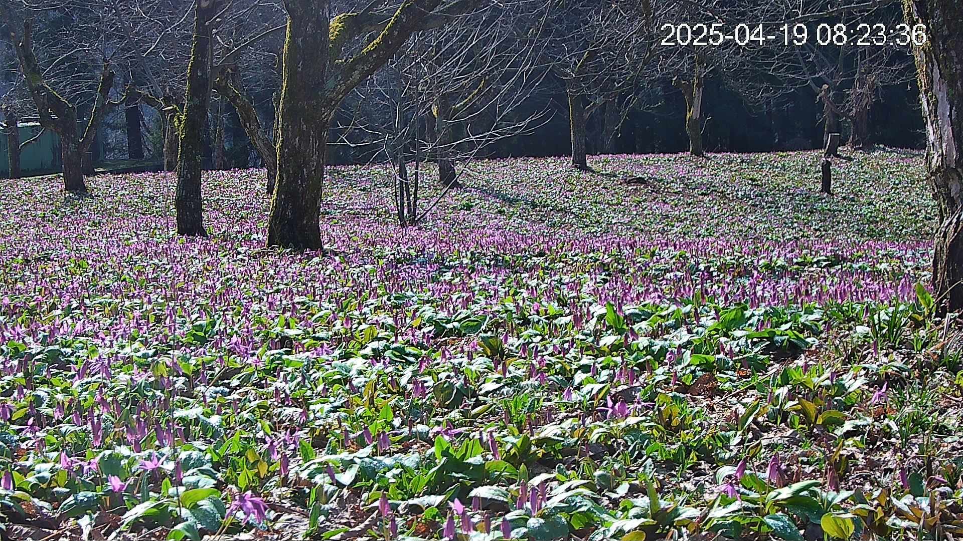 katakuri3-20250419082441.jpg