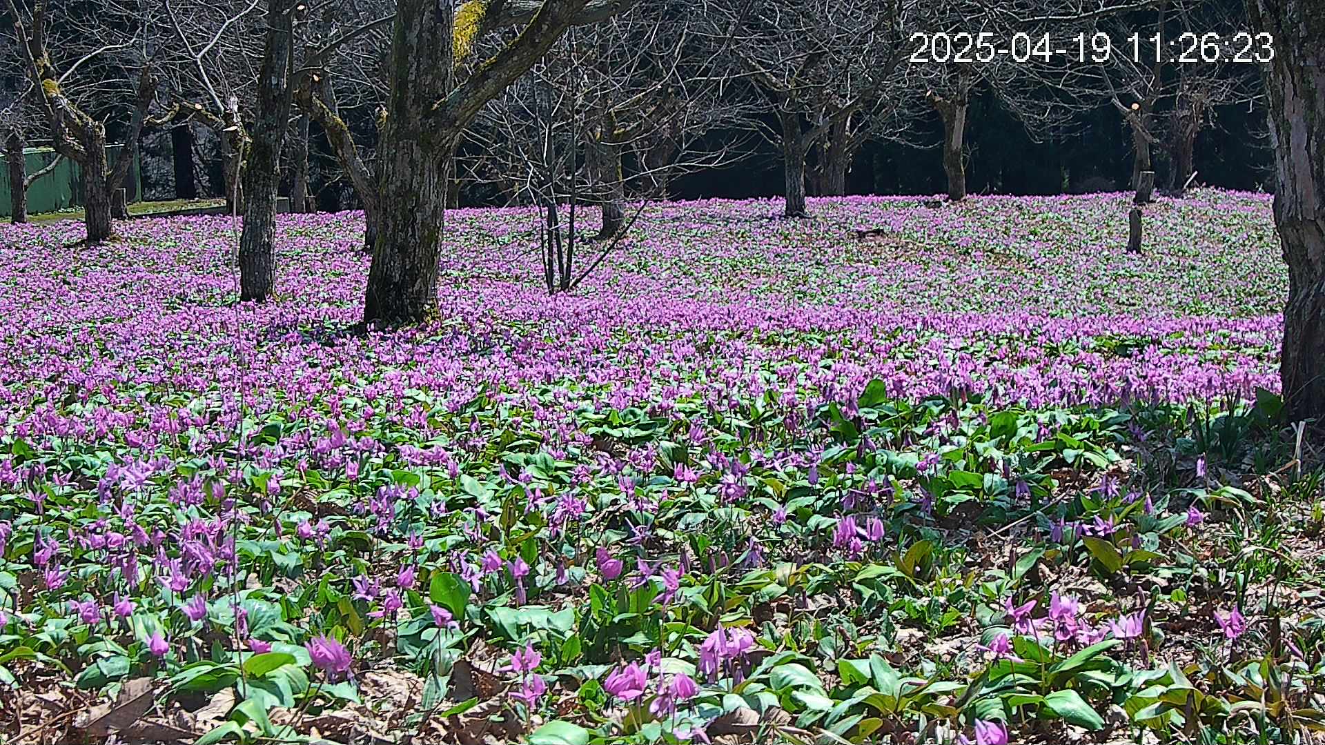 katakuri3-20250419112731.jpg