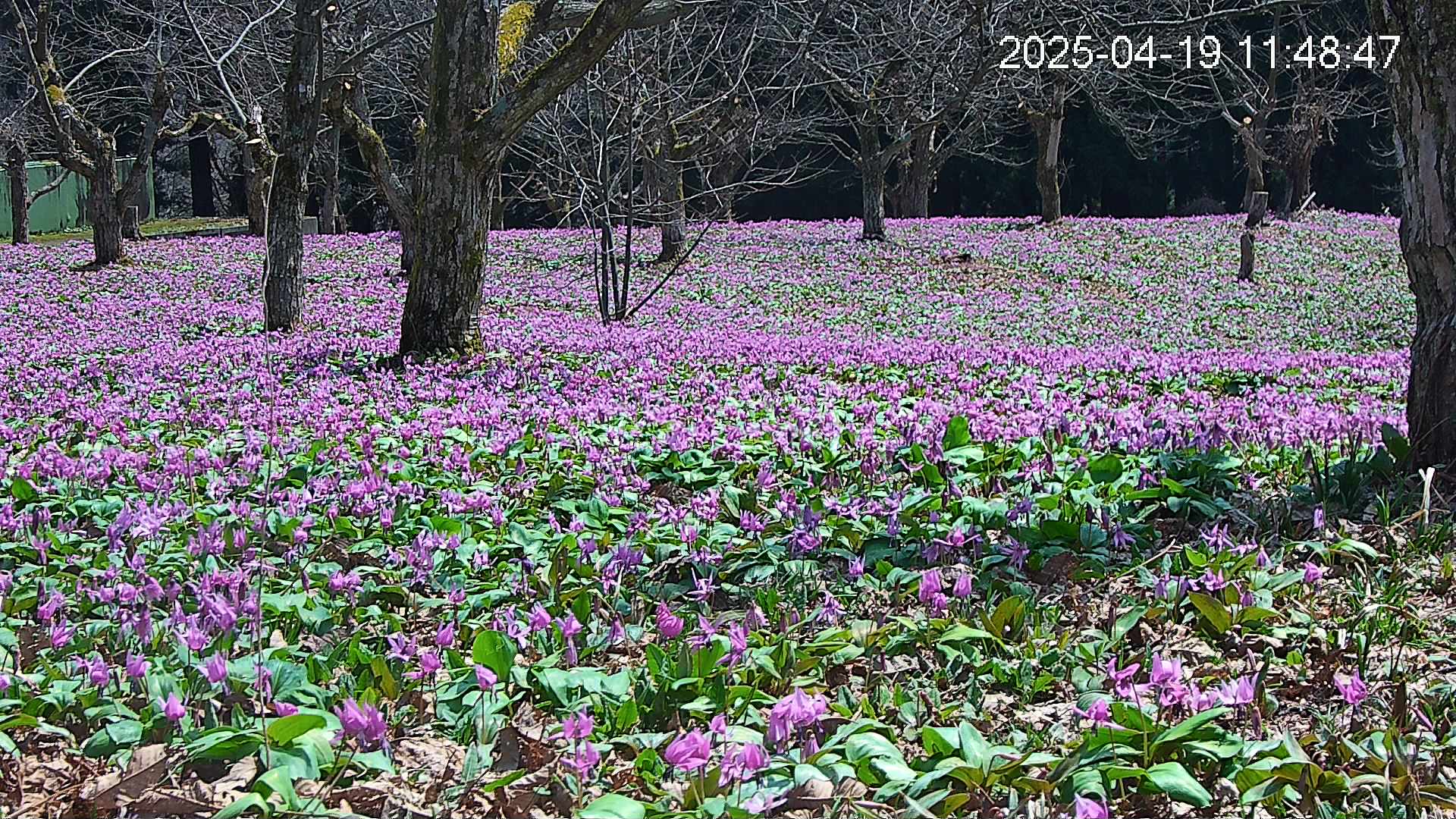 katakuri3-20250419114945.jpg