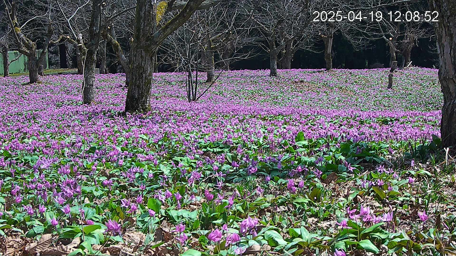 katakuri3-20250419120951.jpg
