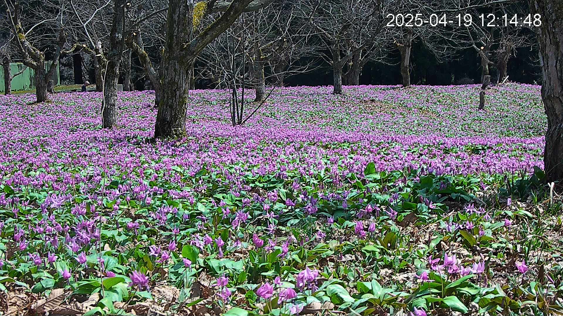 katakuri3-20250419121551.jpg