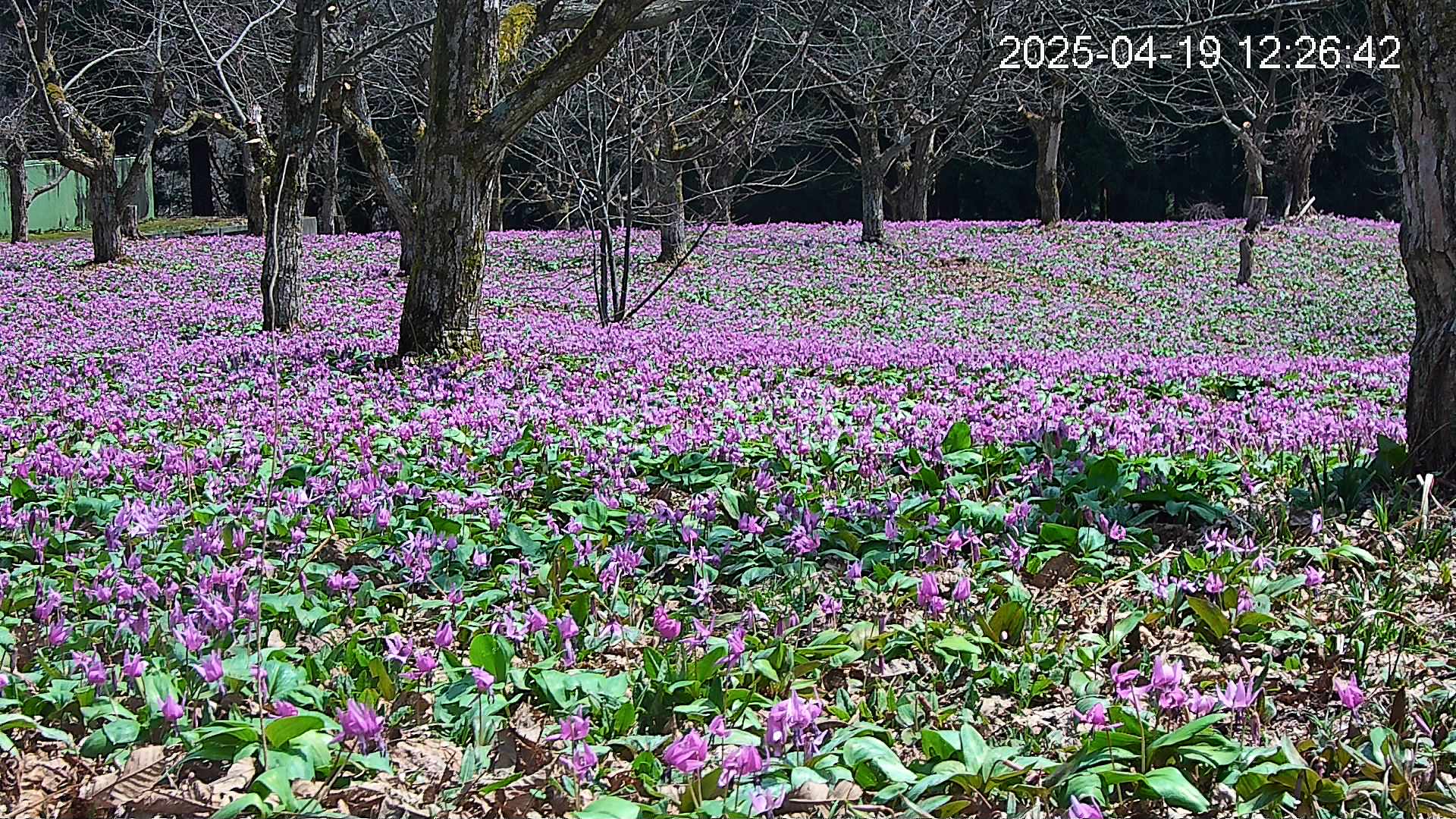 katakuri3-20250419122751.jpg