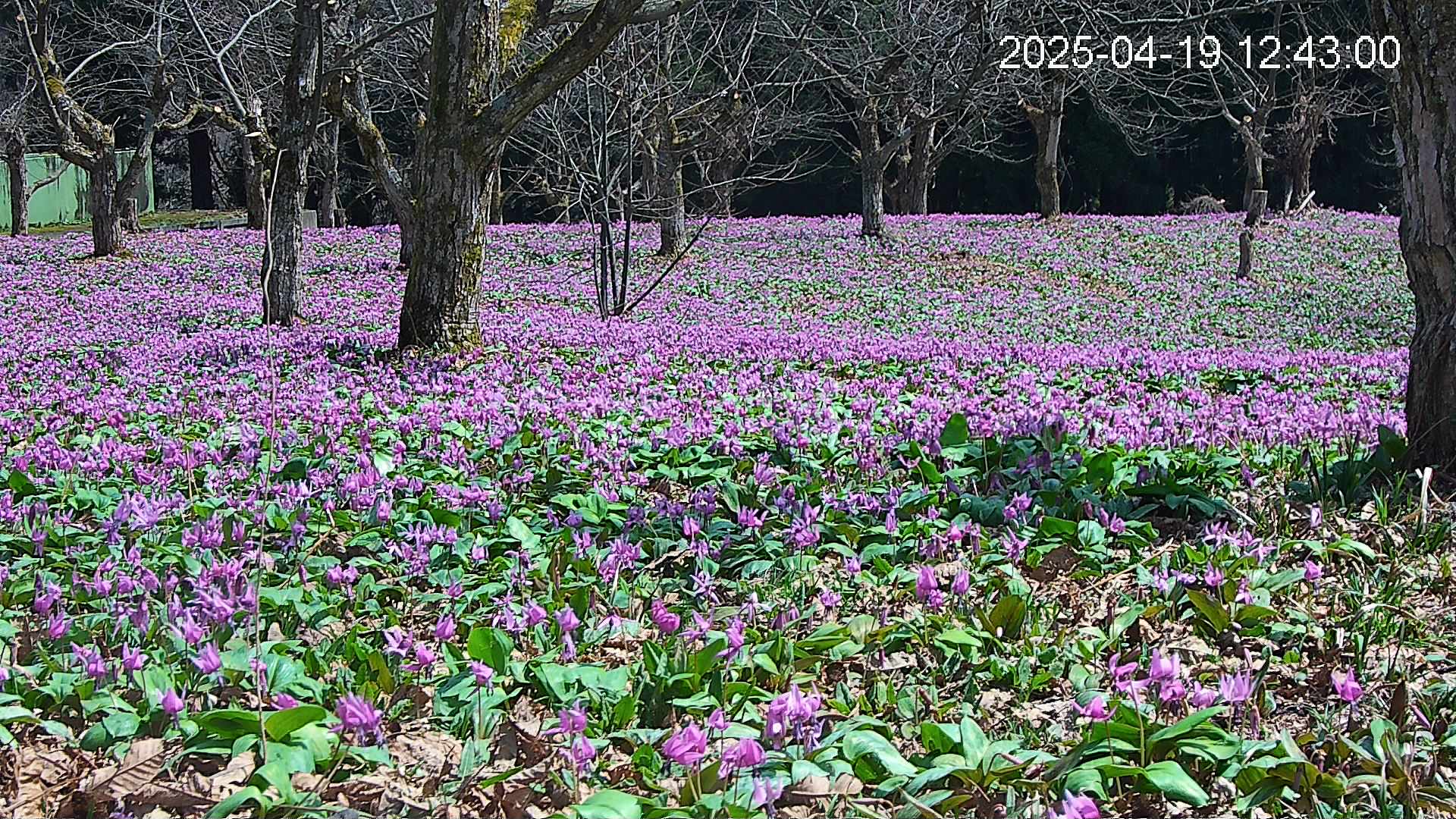 katakuri3-20250419124407.jpg