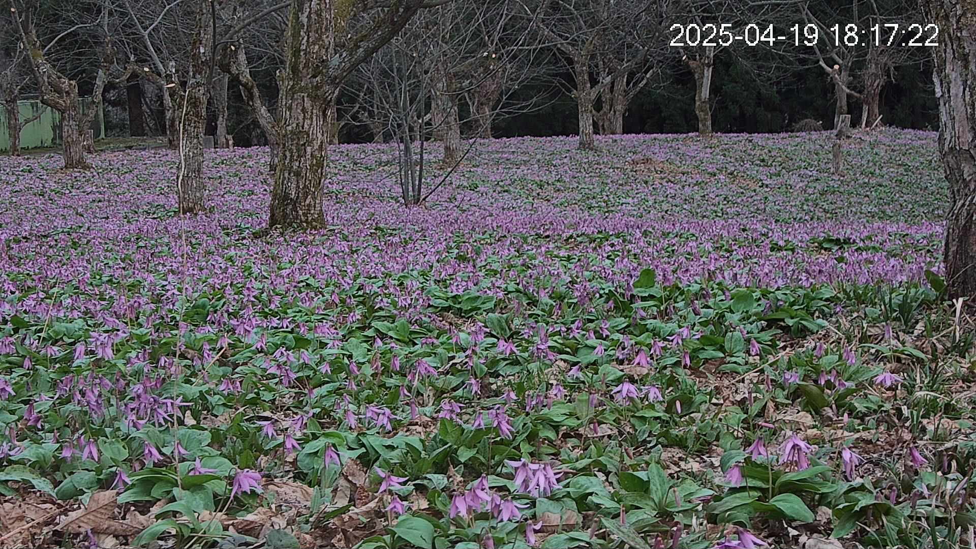 katakuri3-20250419181805.jpg