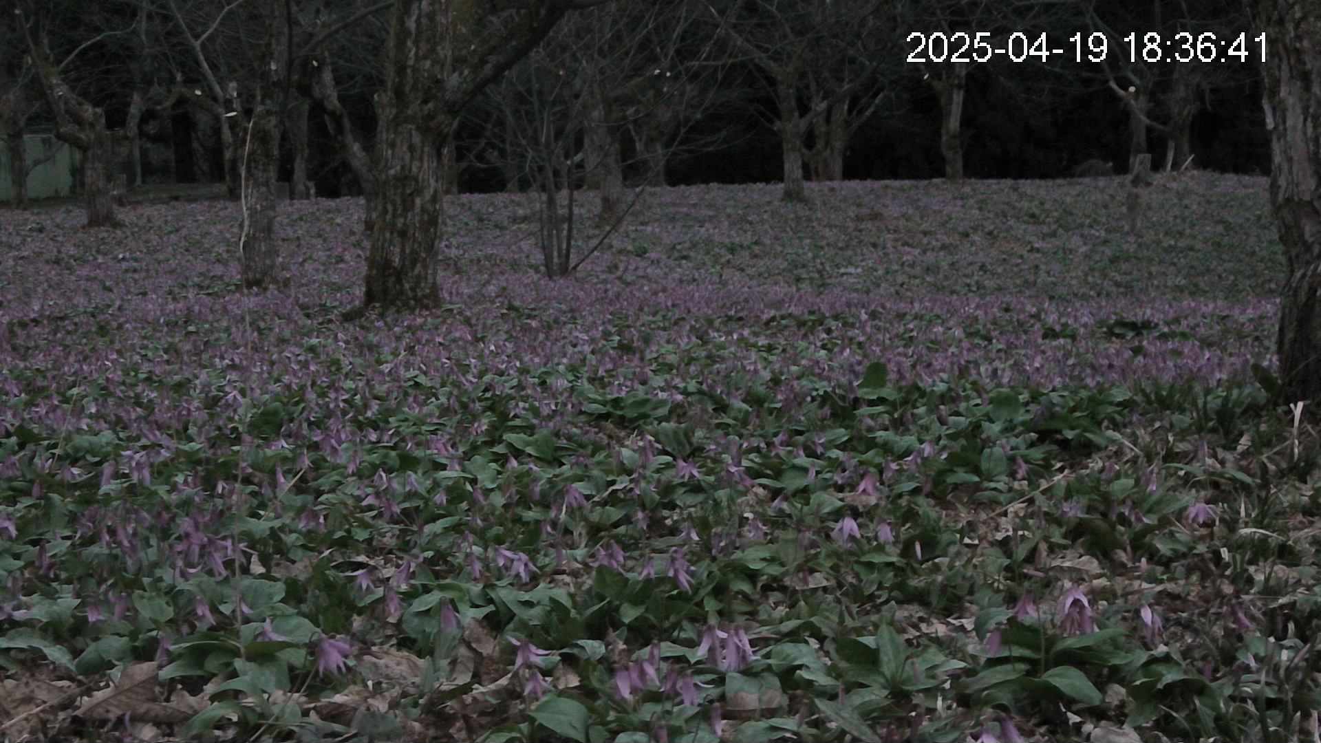 katakuri3-20250419183702.jpg
