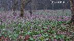katakuri3-20250420061812.jpg