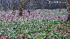 katakuri3-20250420070839.jpg