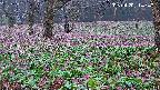 katakuri3-20250420114834.jpg