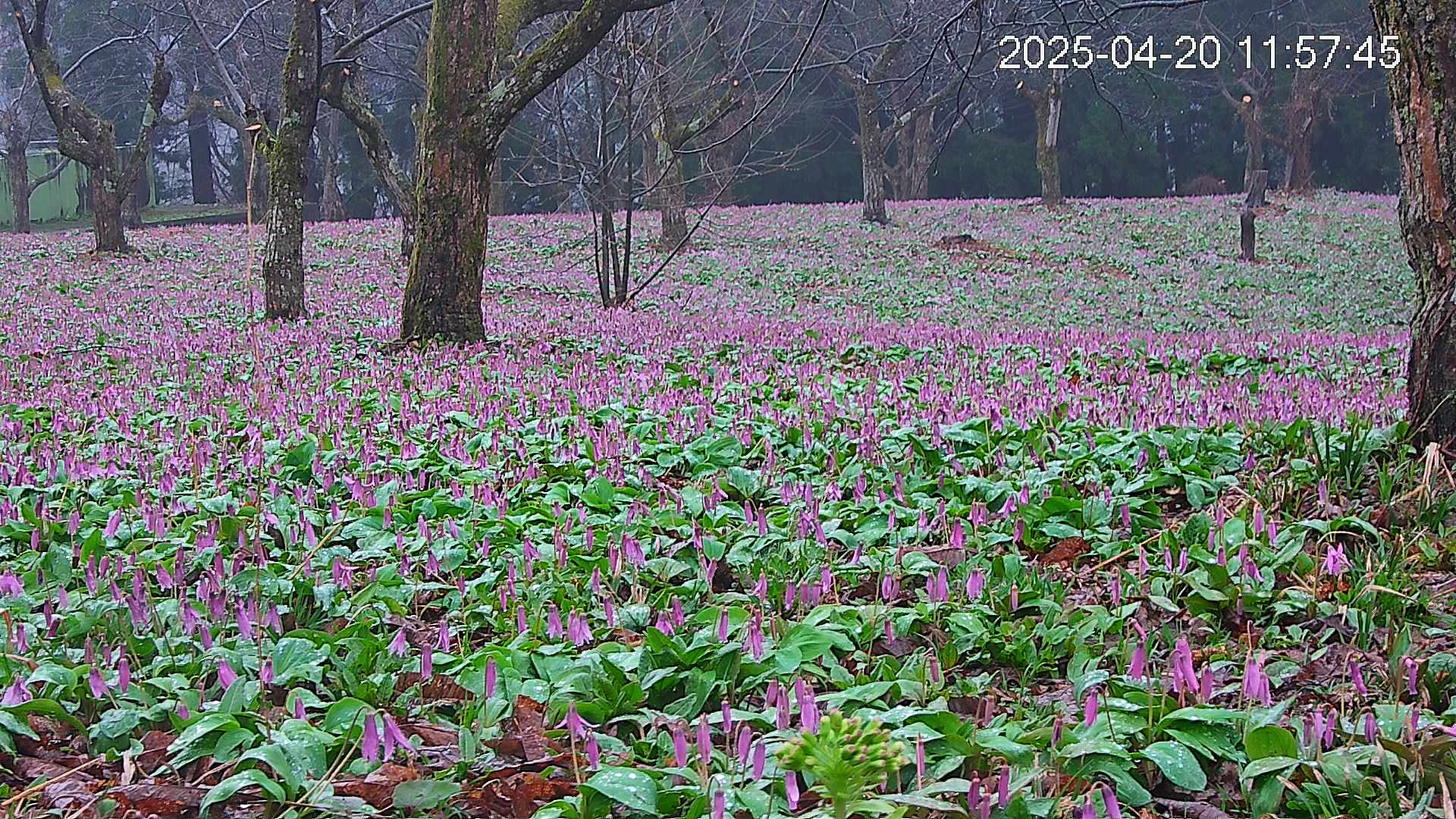 katakuri3-20250420115838.jpg
