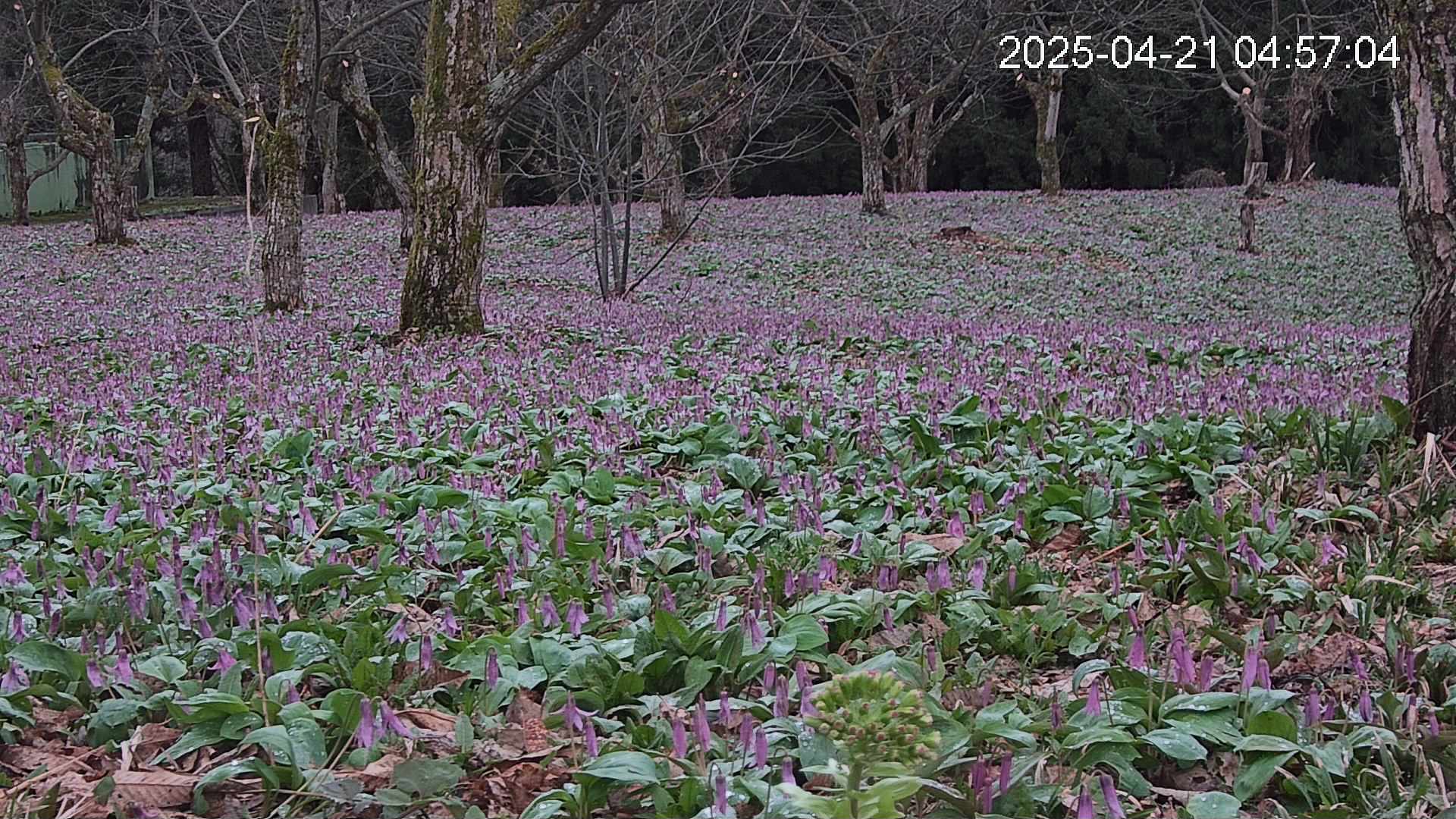 katakuri3-20250421045741.jpg