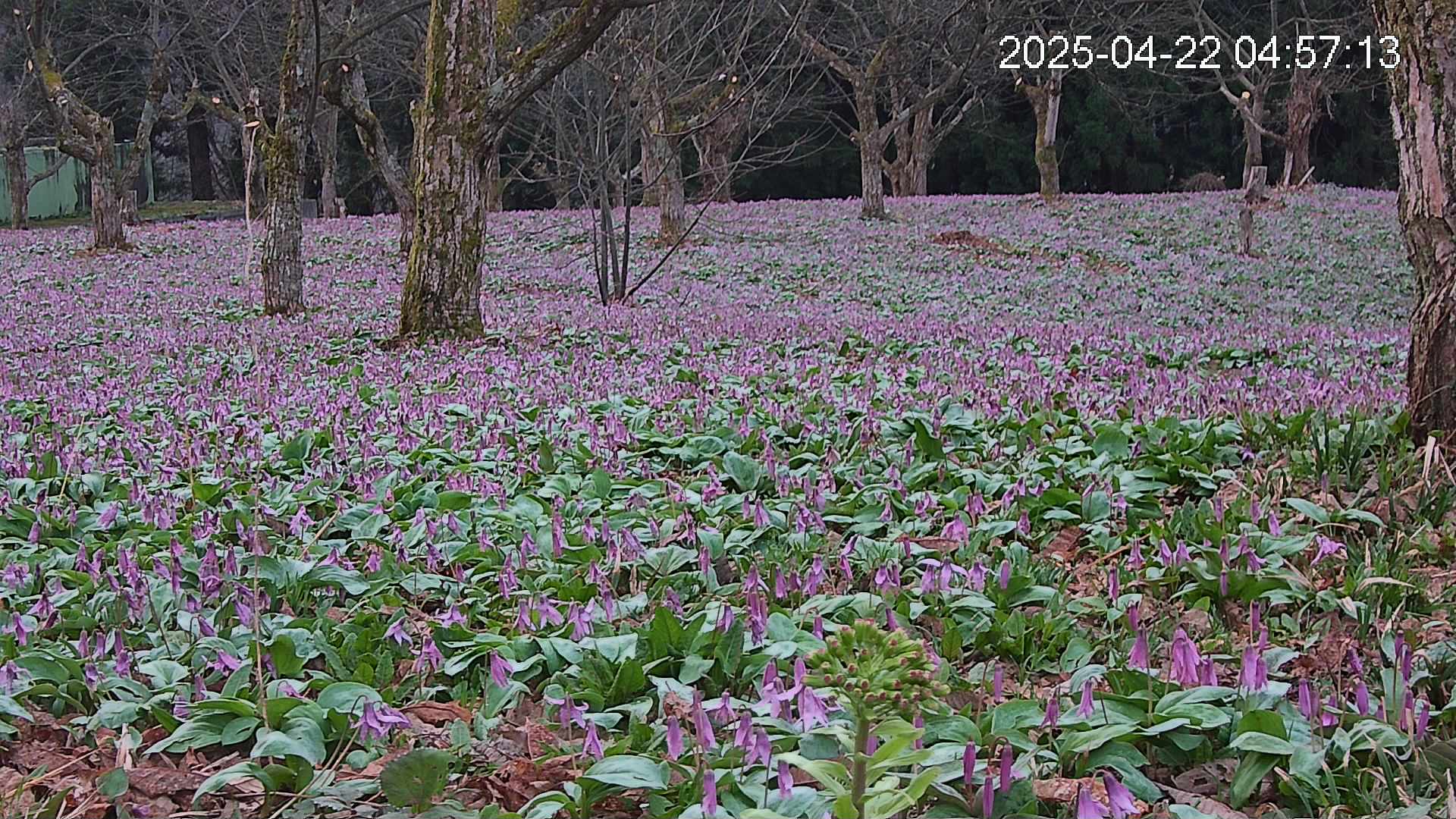 katakuri3-20250422045757.jpg