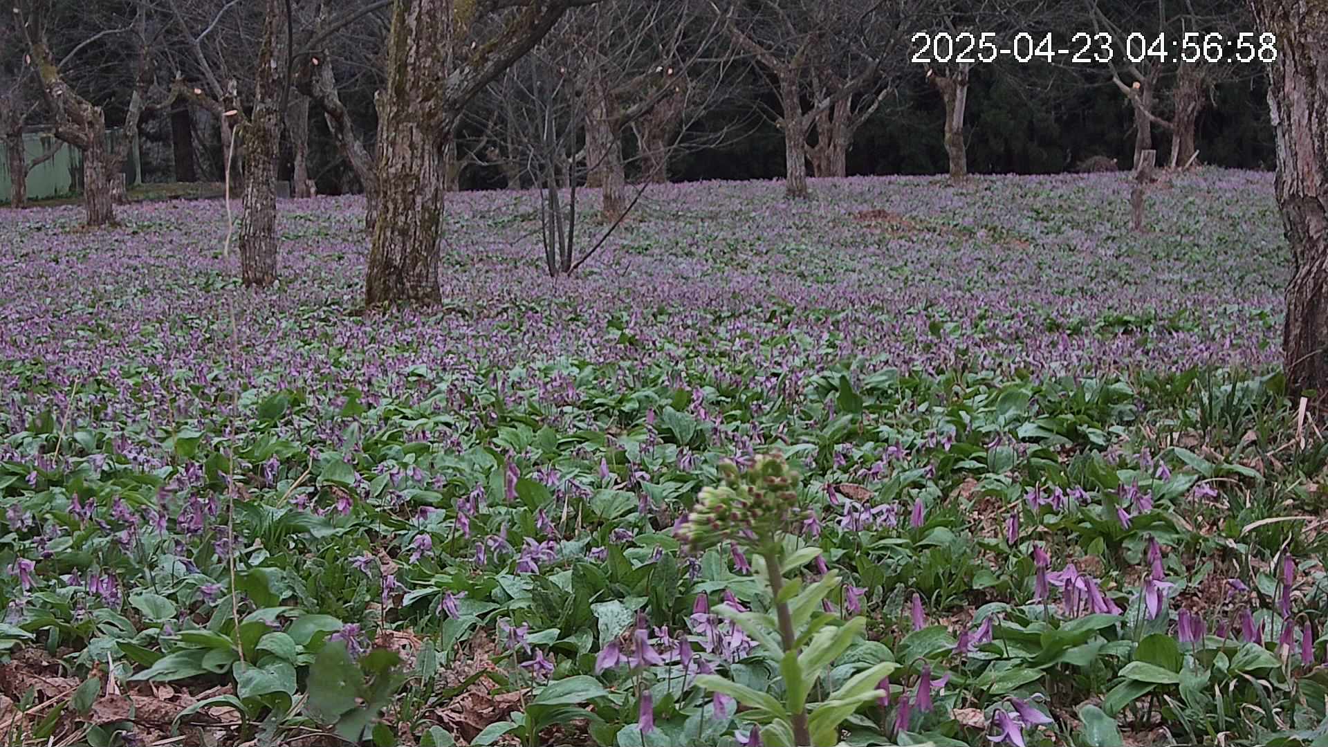 katakuri3-20250423045732.jpg
