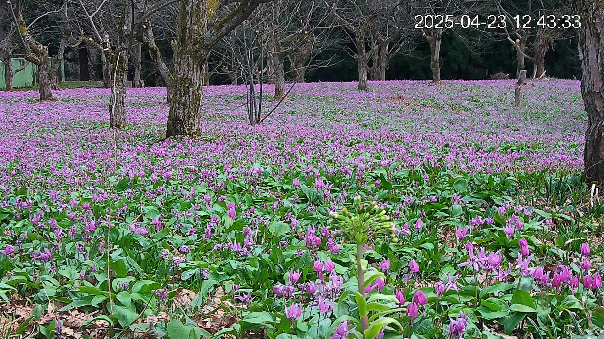 katakuri3-20250423124430.jpg