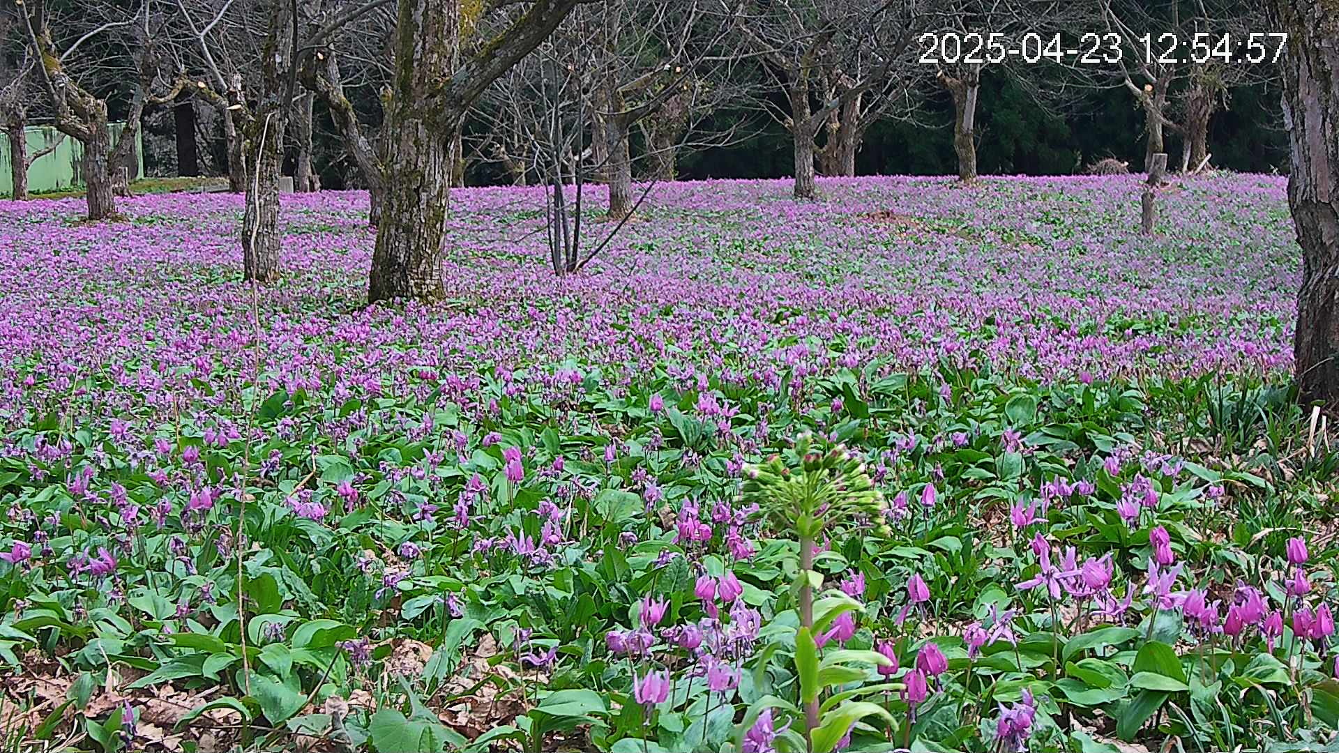 katakuri3-20250423125623.jpg