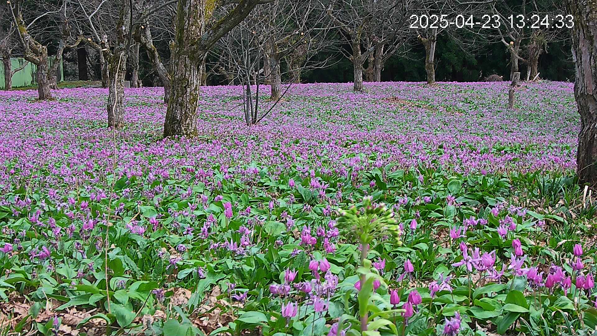 katakuri3-20250423132531.jpg