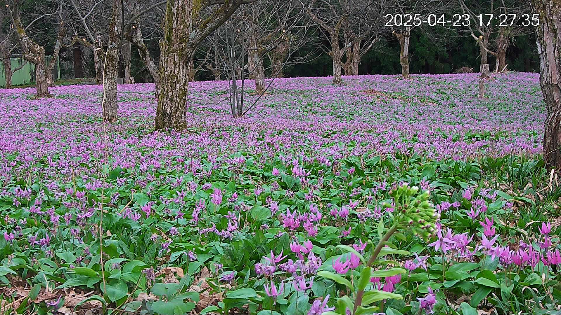 katakuri3-20250423172828.jpg