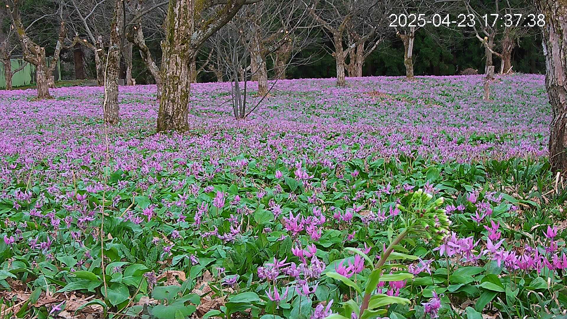 katakuri3-20250423173831.jpg