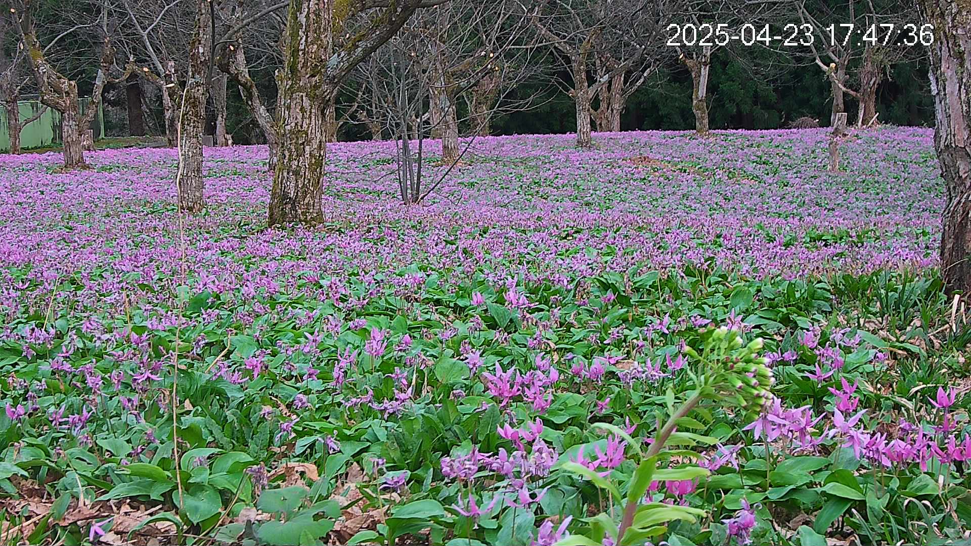 katakuri3-20250423174828.jpg