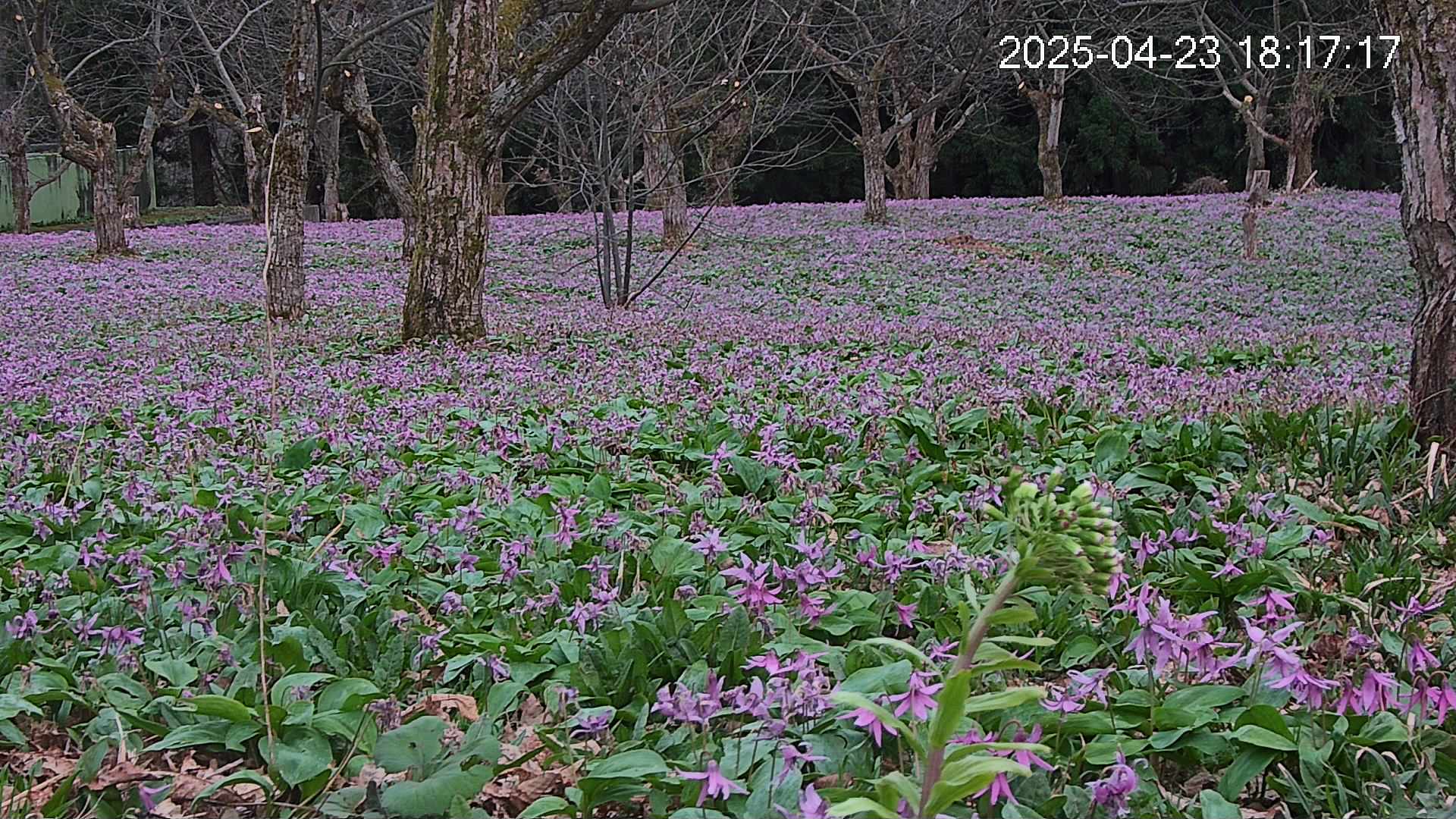 katakuri3-20250423181759.jpg