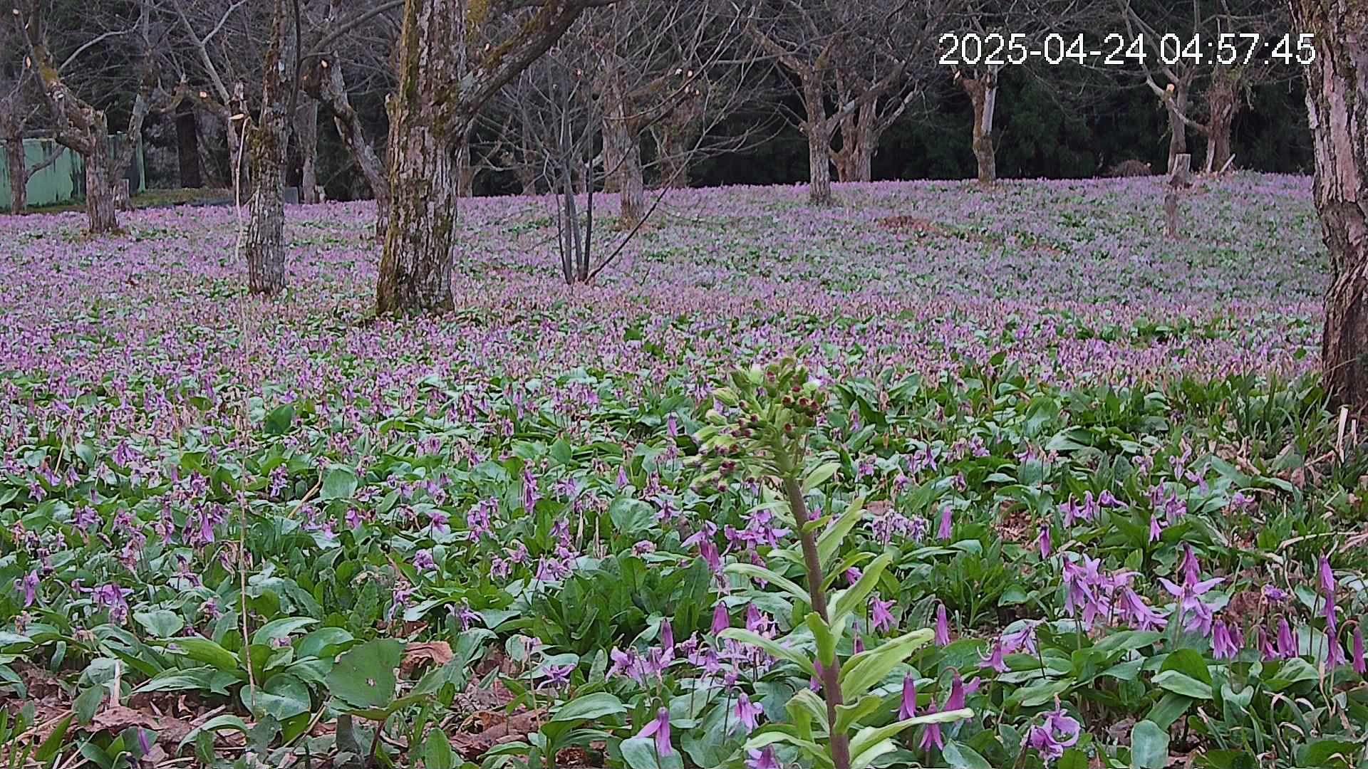 katakuri3-20250424045832.jpg