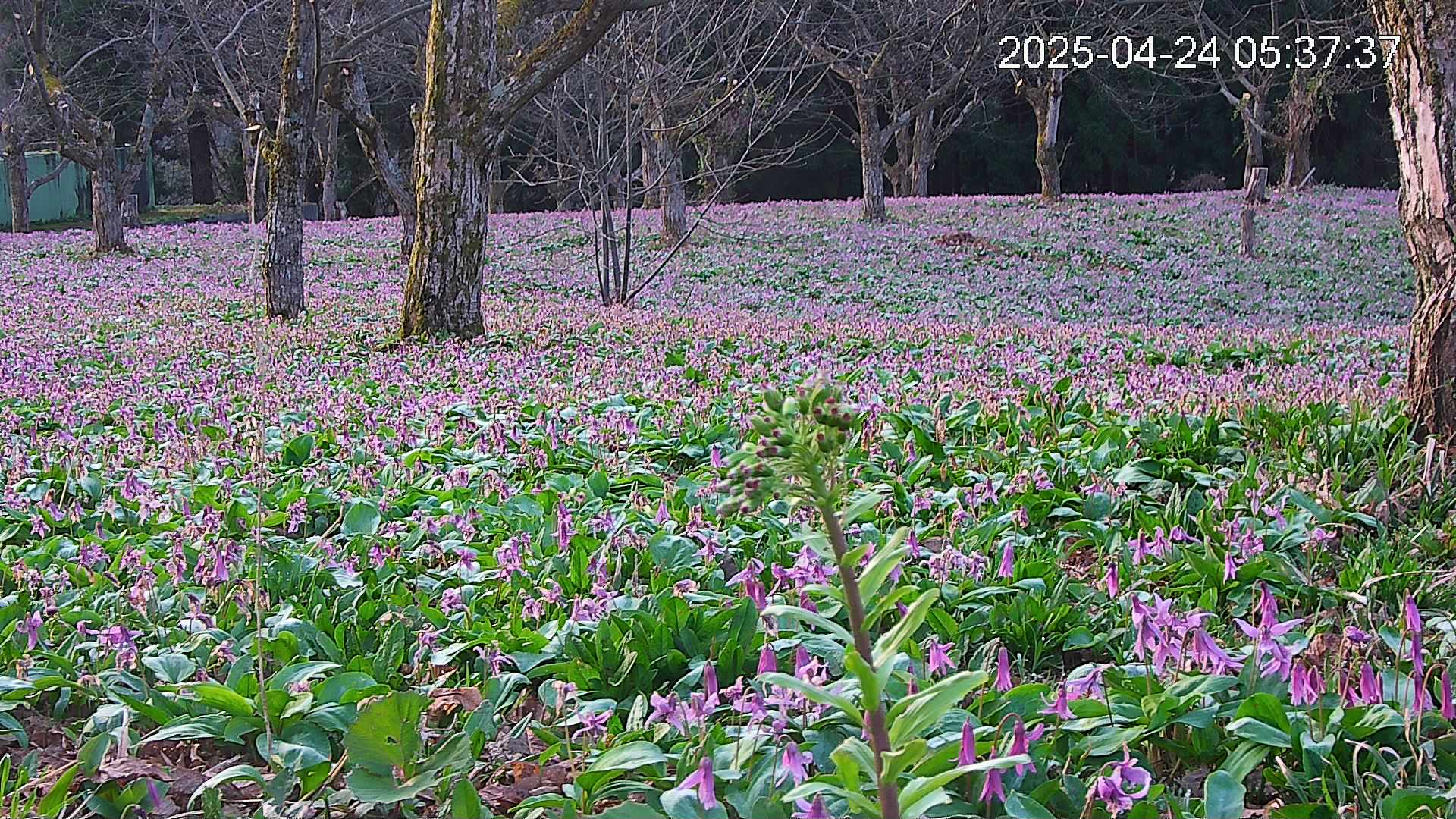 katakuri3-20250424053831.jpg