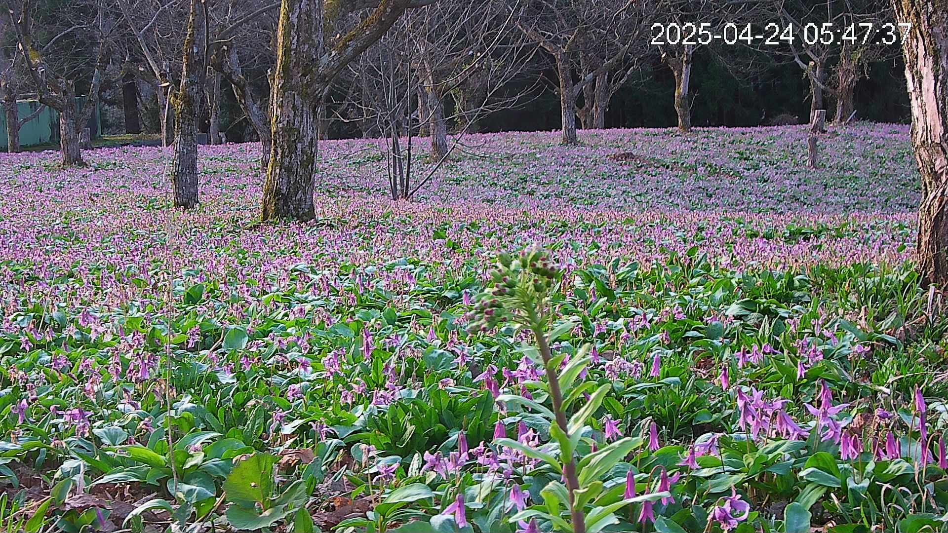 katakuri3-20250424054831.jpg