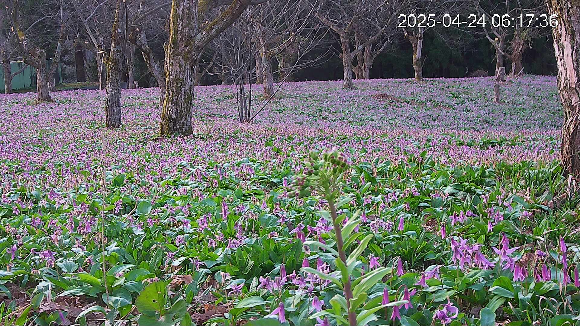 katakuri3-20250424061829.jpg