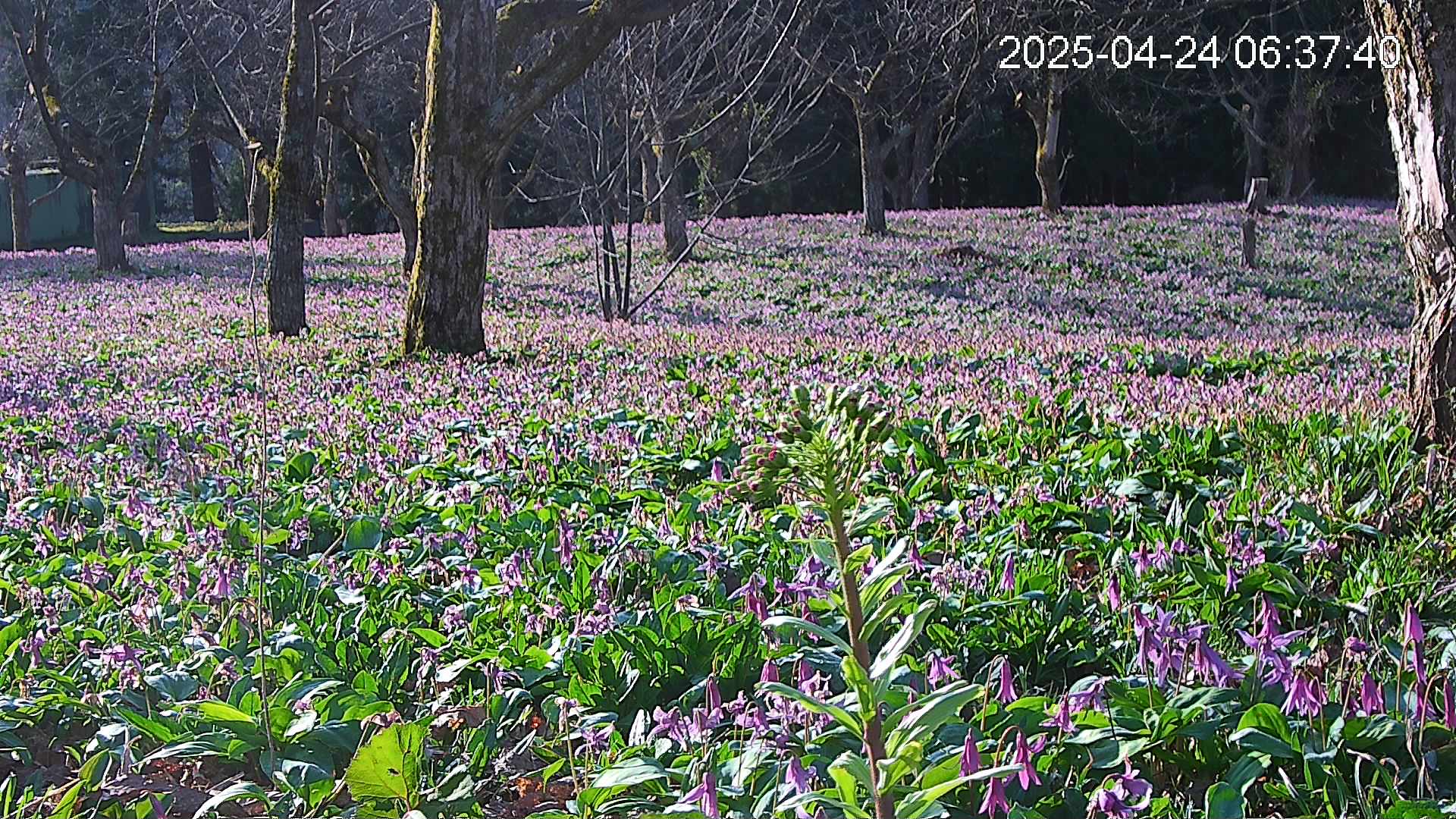 katakuri3-20250424063834.jpg