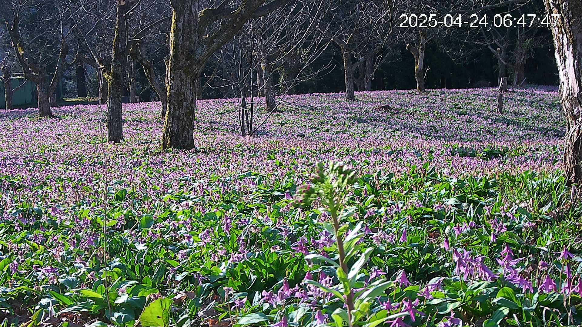 katakuri3-20250424064850.jpg