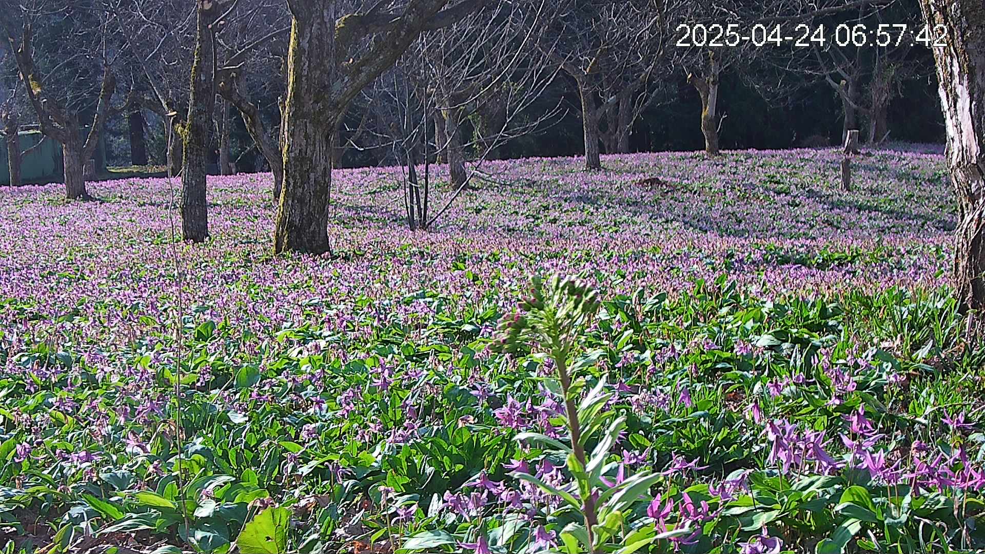katakuri3-20250424065839.jpg